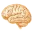 brain icon